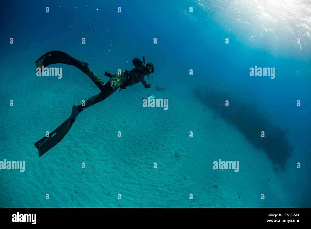 Diver spearfishing for barracuda in ocean, Clarence Town, Long Island, Bahamas Stock Photo