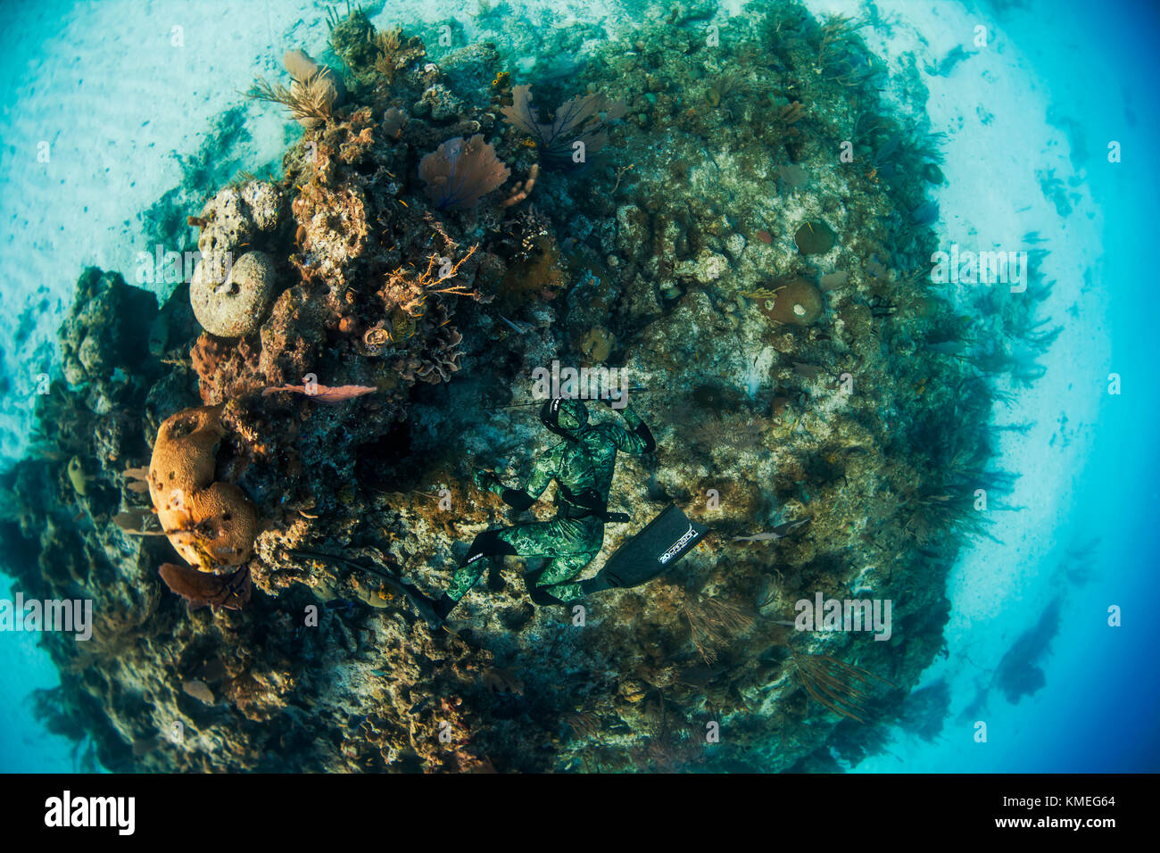 Diver searching coral head for fish while freediving and spearfishing in ocean, Clarence Town, Long Island, Bahamas Stock Photo