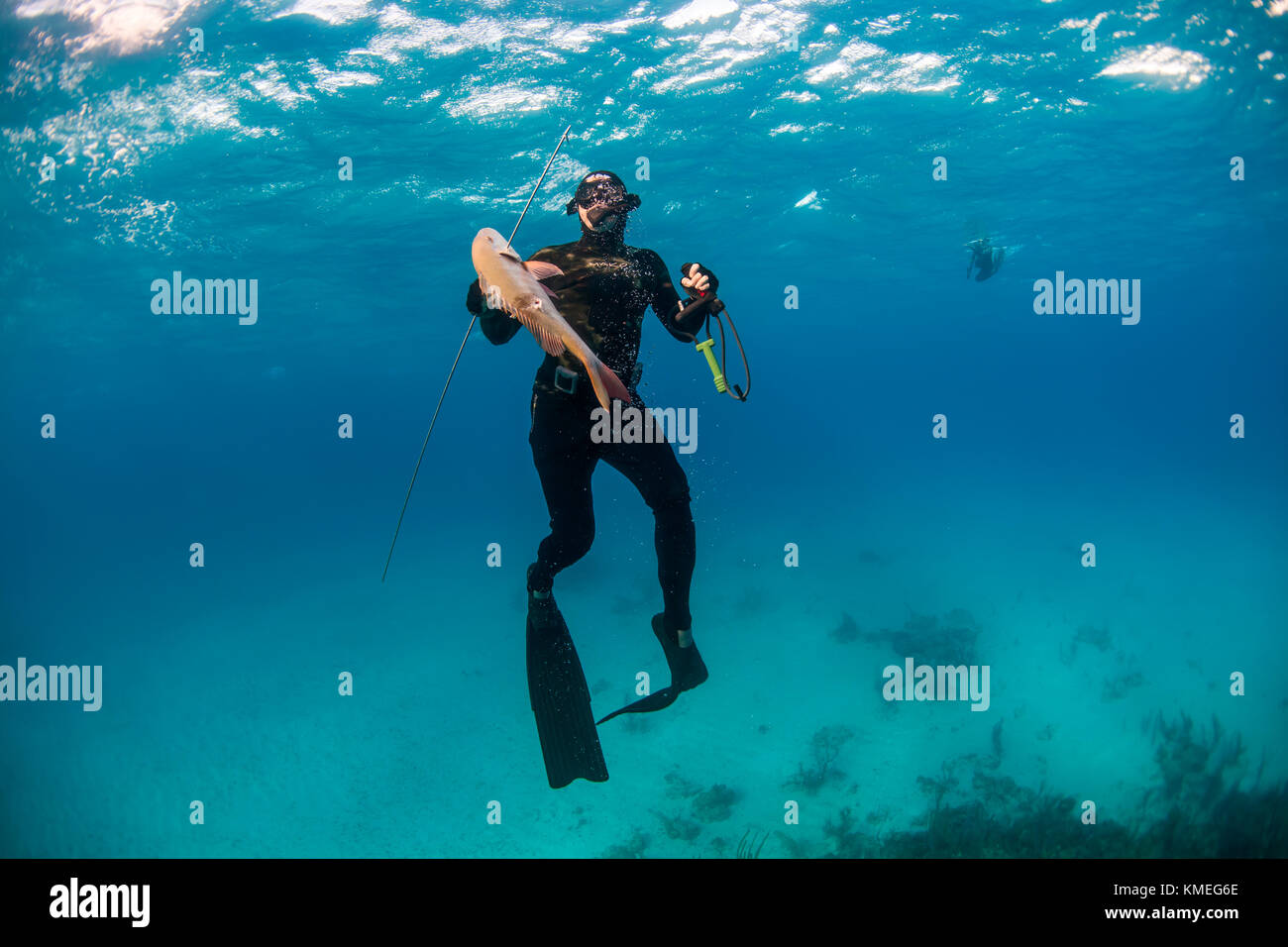Diver surfacing with caught mutton snapper (Lutjanus analis) while spearfishing in ocean, Clarence Town, Long Island, Bahamas Stock Photo