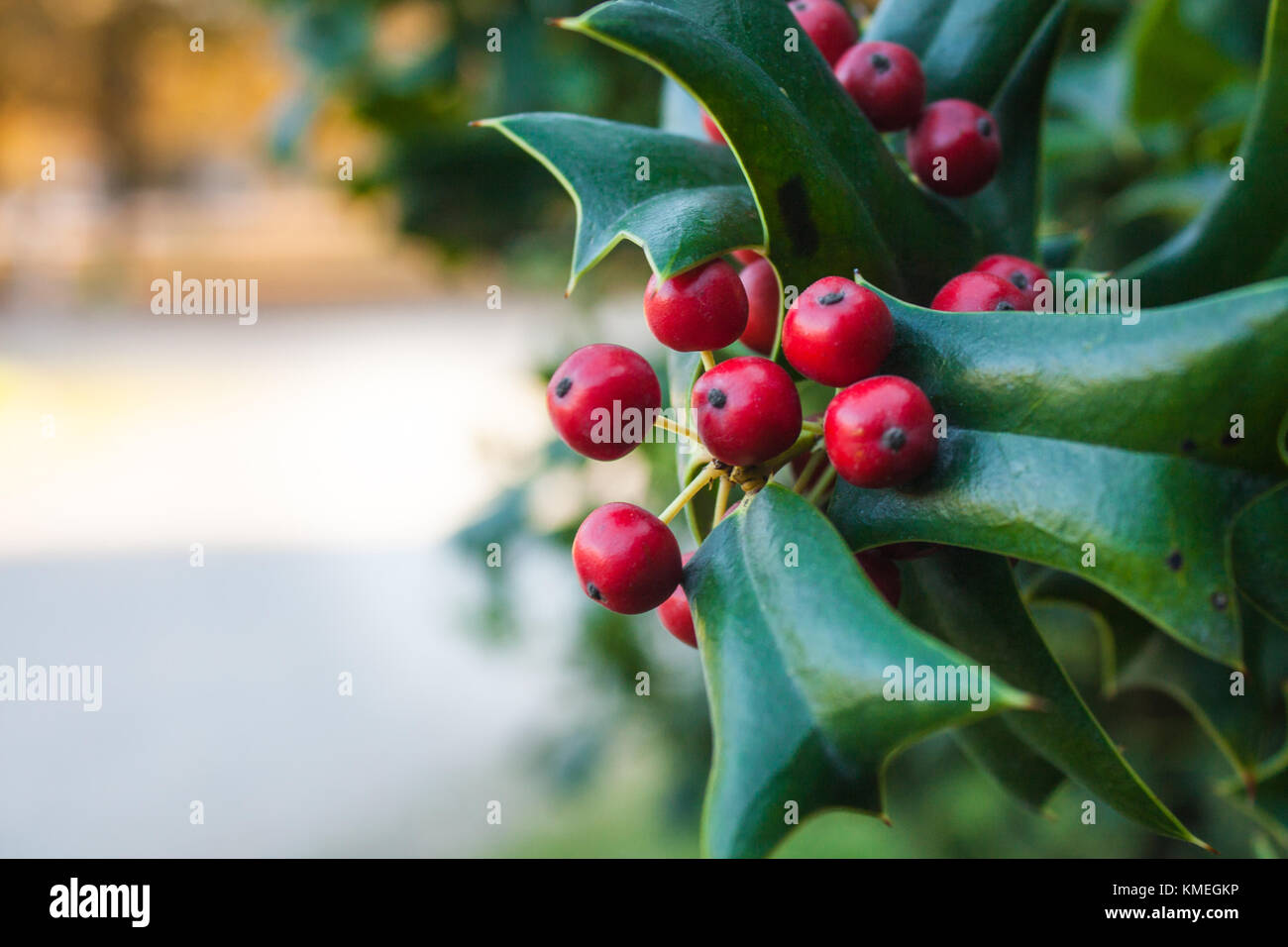 Holly Leaves and Red Berries Bush, Nature View in a Park Stock Photo ...