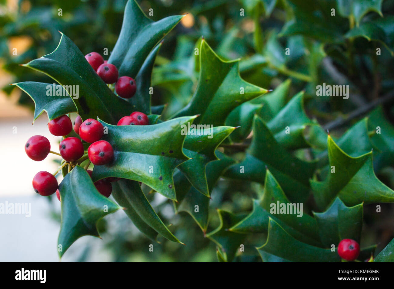 Holly Leaves and Red Berries Bush, Nature View in a Park Stock Photo ...