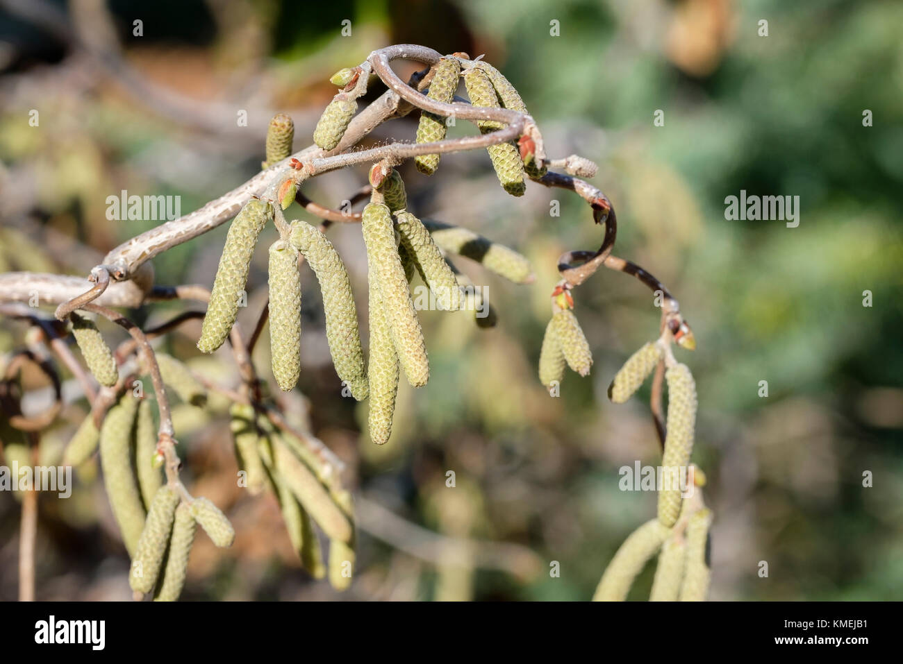Hazel catkins,Avellana hazel. Oklahoma City, Oklahoma, USA