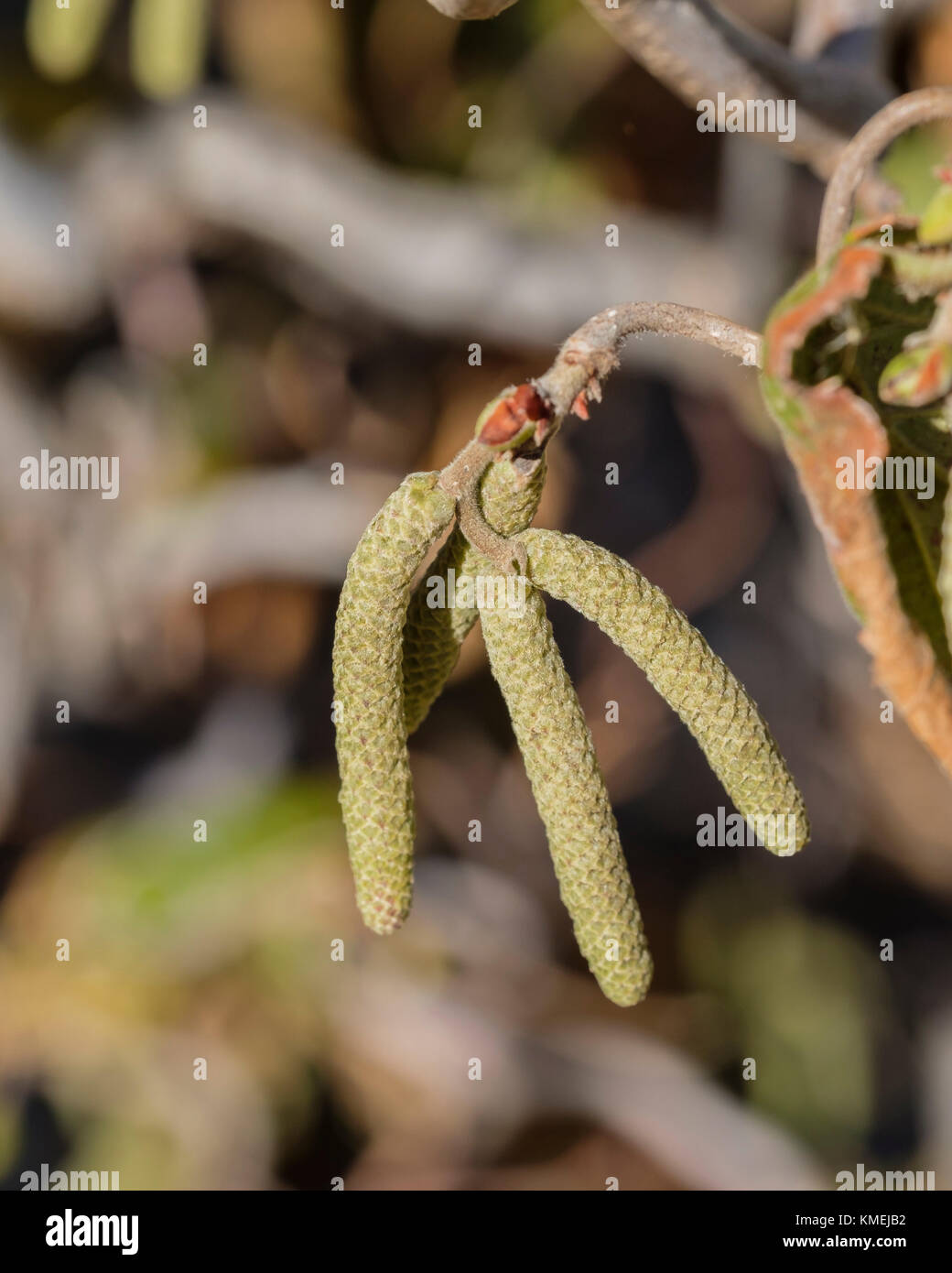 Corylus avellana tree hi-res stock photography and images - Alamy