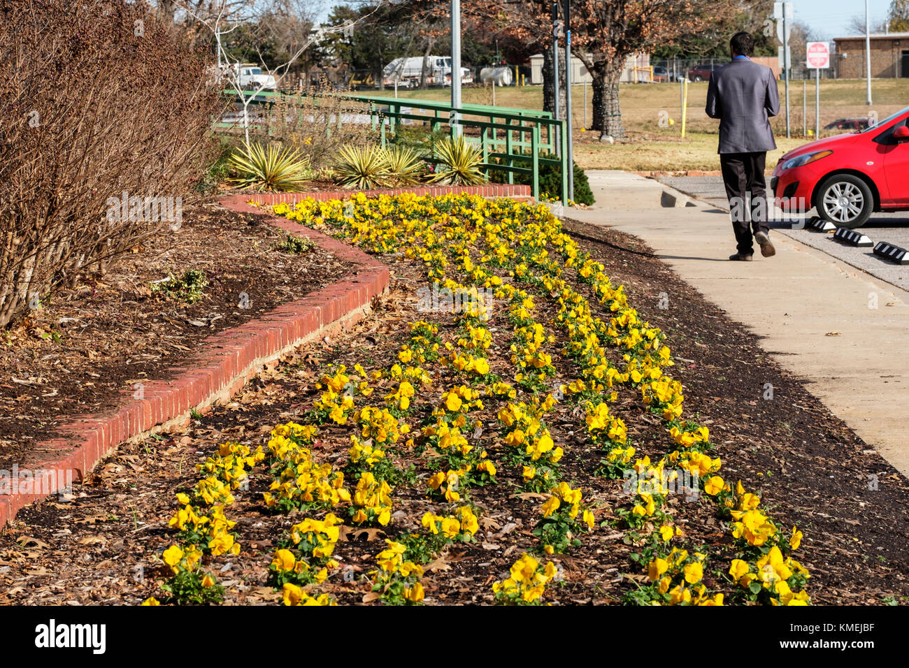 A garden bed rows of yellow pansies planted for winter color in Will Rogers botanical garden, Oklahoma City, Oklahoma, USA. Stock Photo