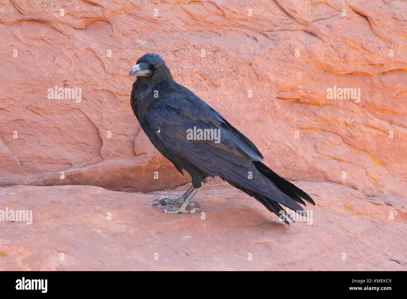 Crow at Arches National Park Stock Photo - Alamy