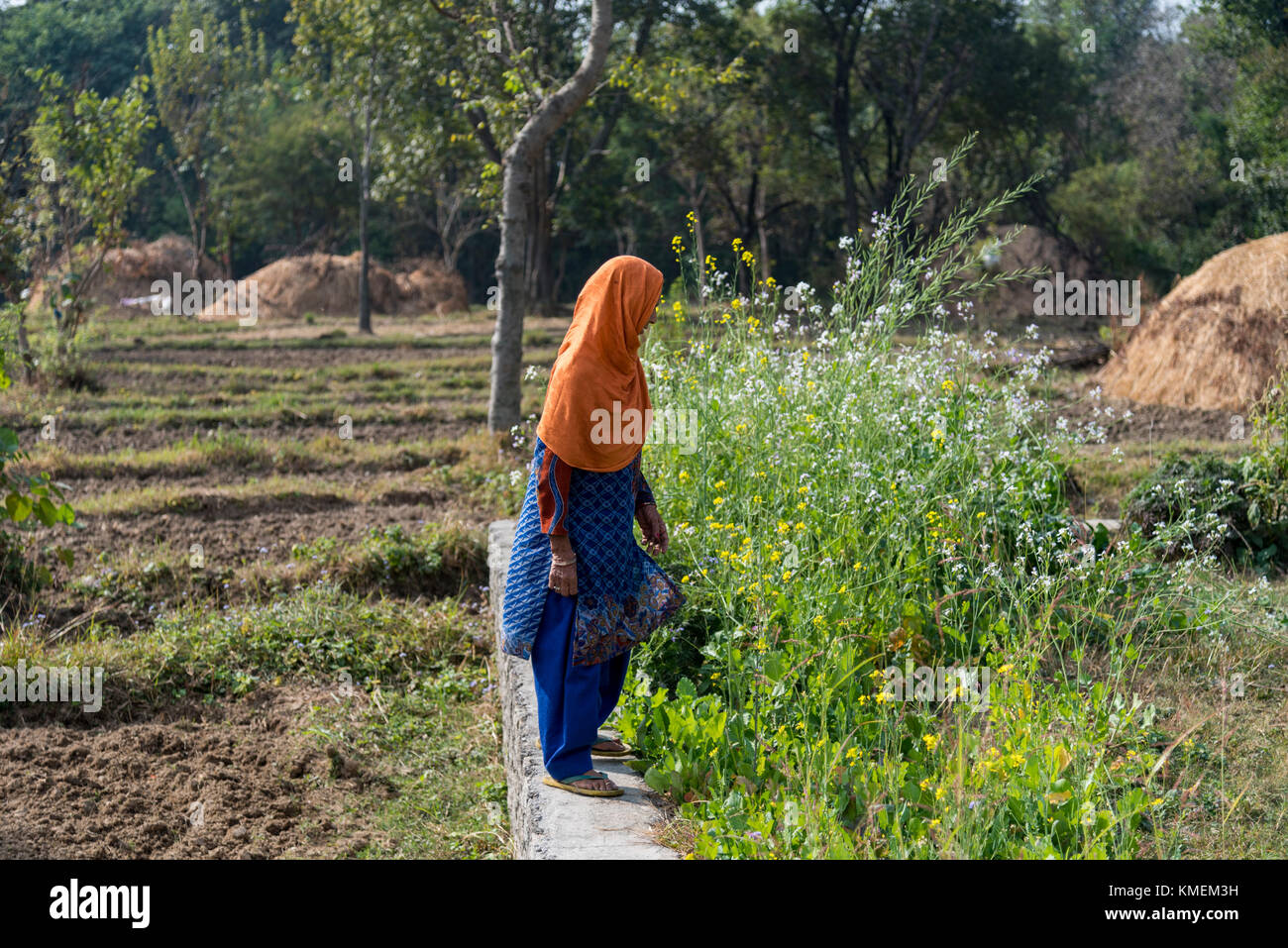 An old woman farmer in her farmland. Stock Photo