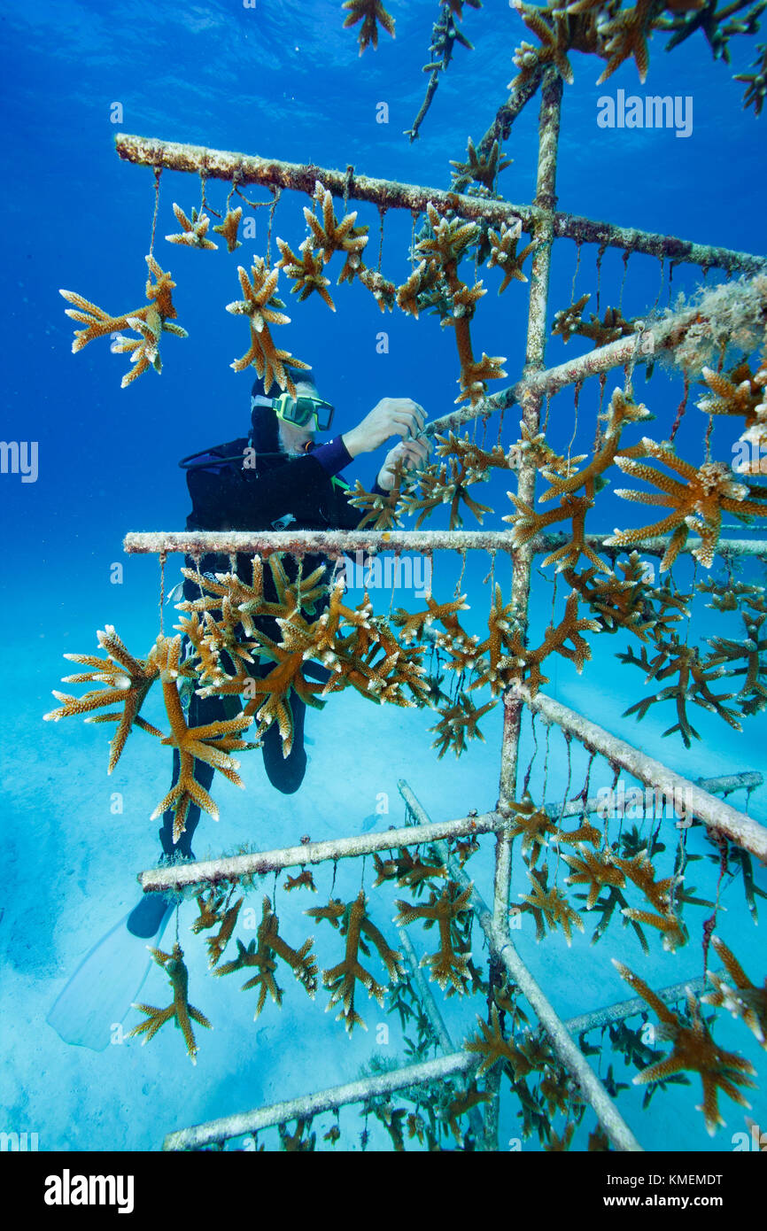 Founder of CRF tends to coral nursery. Stock Photo