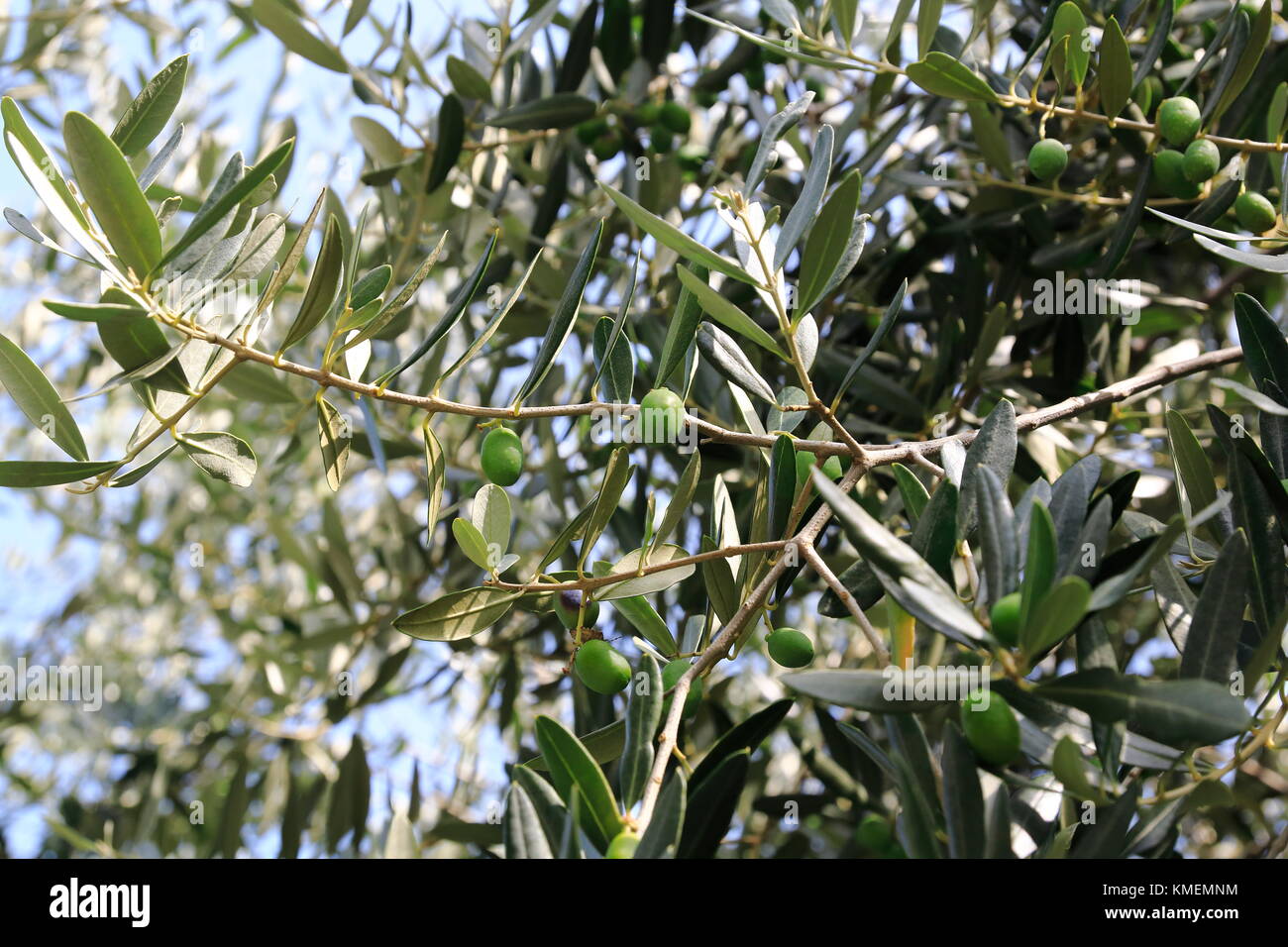 Grüne Oliven an einem Strauch, Olivenbaum Stock Photo