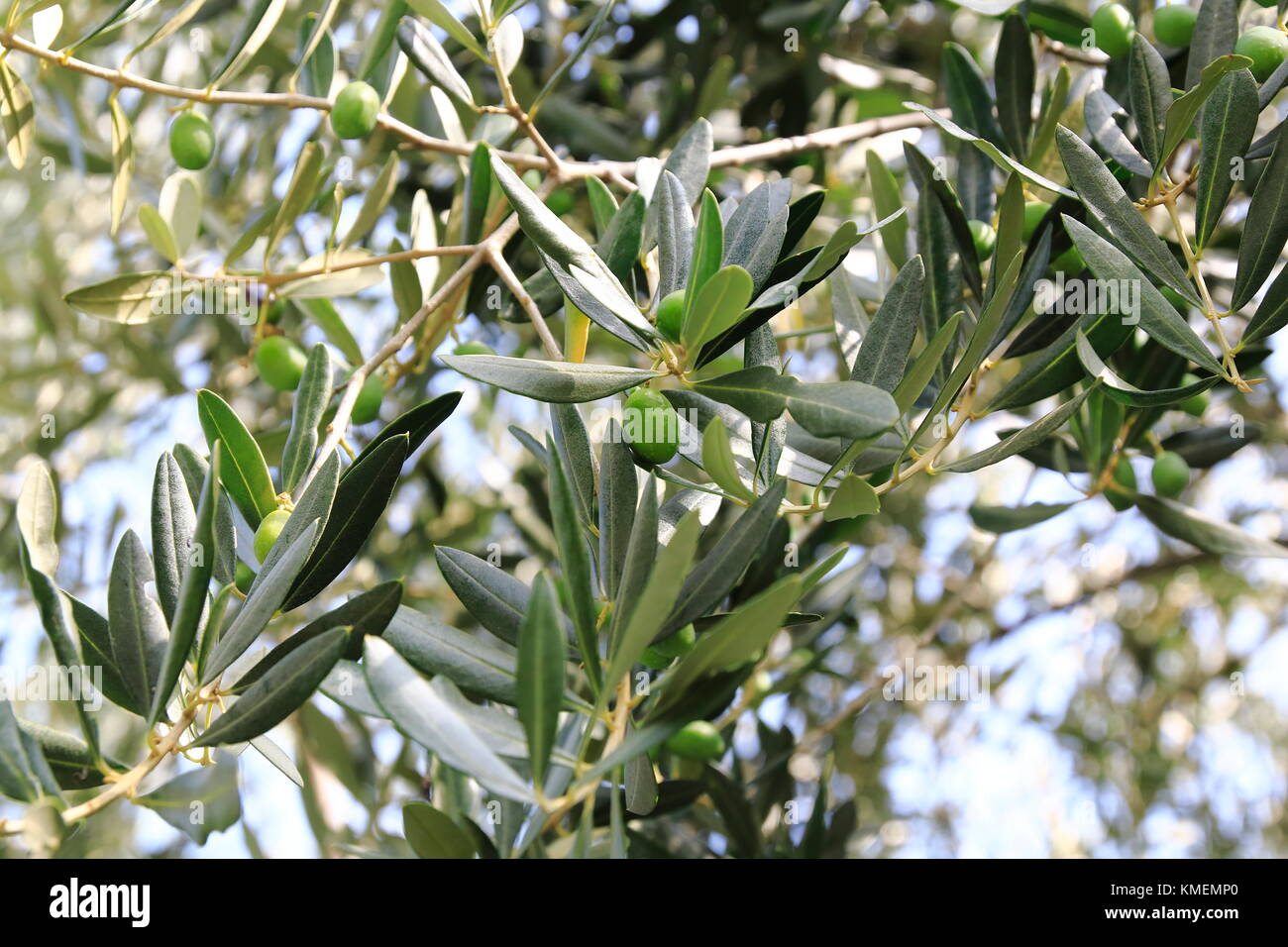 Grüne Oliven an einem Strauch, Olivenbaum Stock Photo