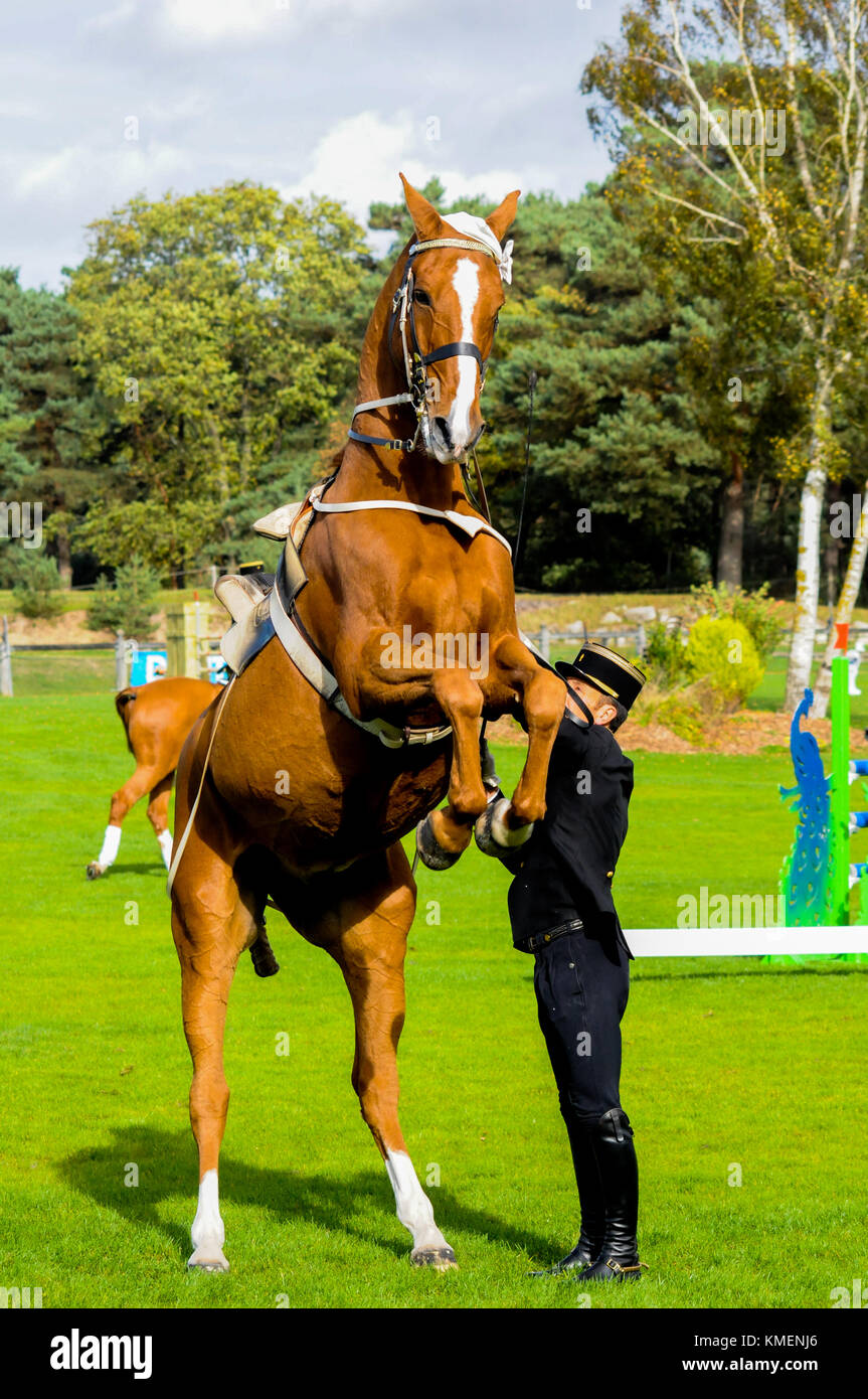 The Cadre Noir, an Equestrian Display Team based in the city of Saumur in  western France Stock Photo - Alamy