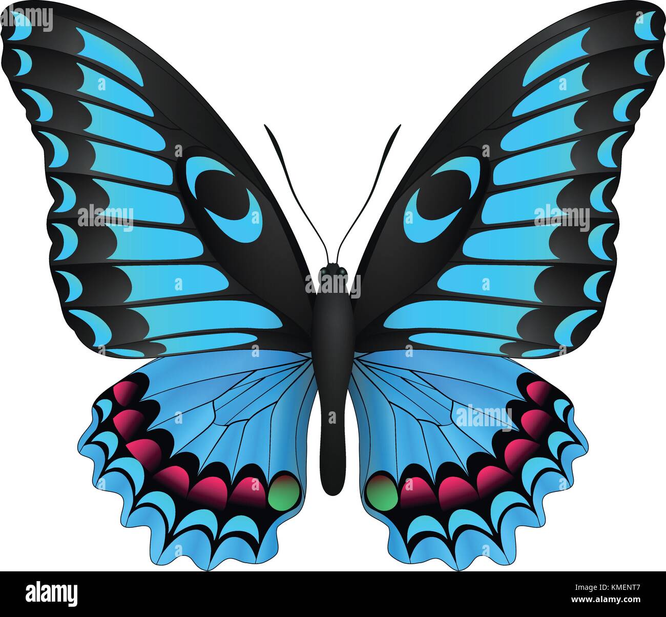 Beautiful butterfly isolated on a white background Stock Vector Image ...