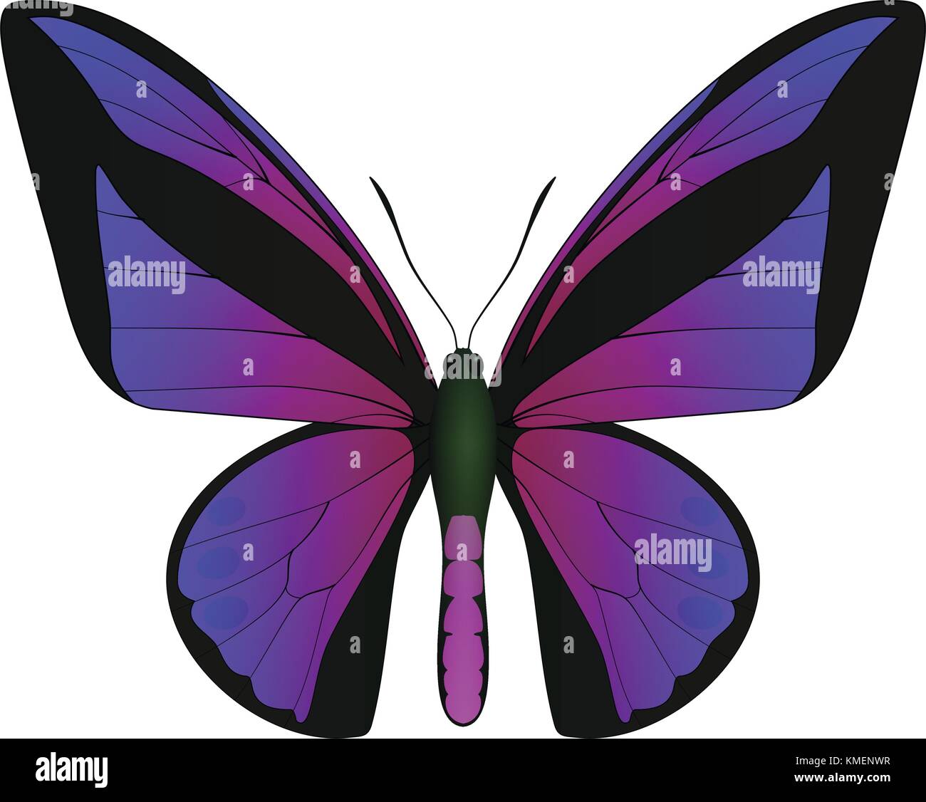 Beautiful butterfly isolated on a white background Stock Vector Image ...