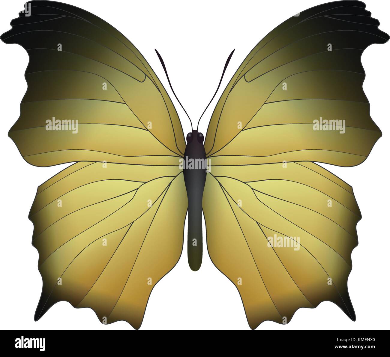 Beautiful butterfly isolated on a white background Stock Vector Image ...