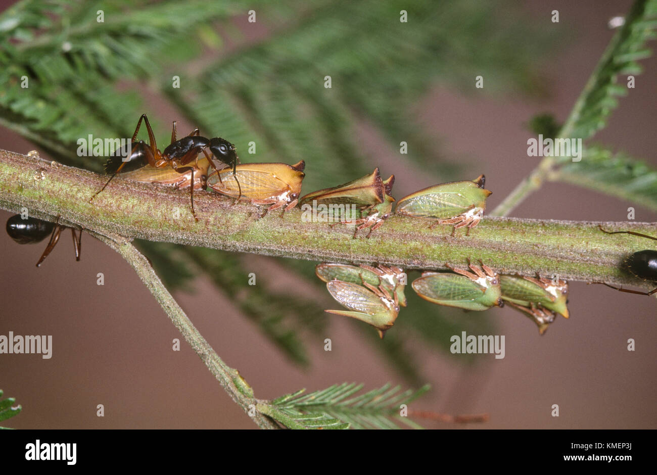 Horned treehoppers (Membracidae) with attendant ants (Camponotus sp.) Stock Photo