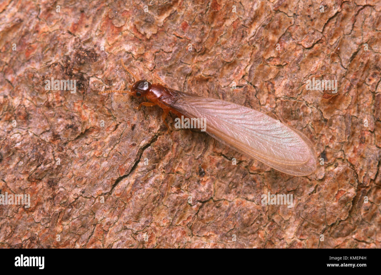 Winged reproductive termite Stock Photo