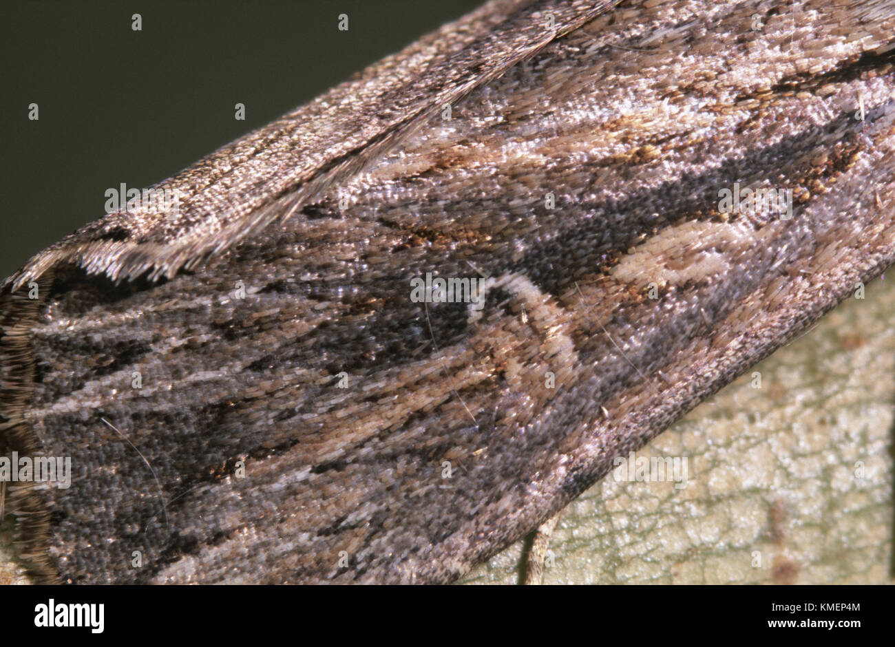 Markings of Inland Armyworm moth (Persectania dyscrita) Stock Photo