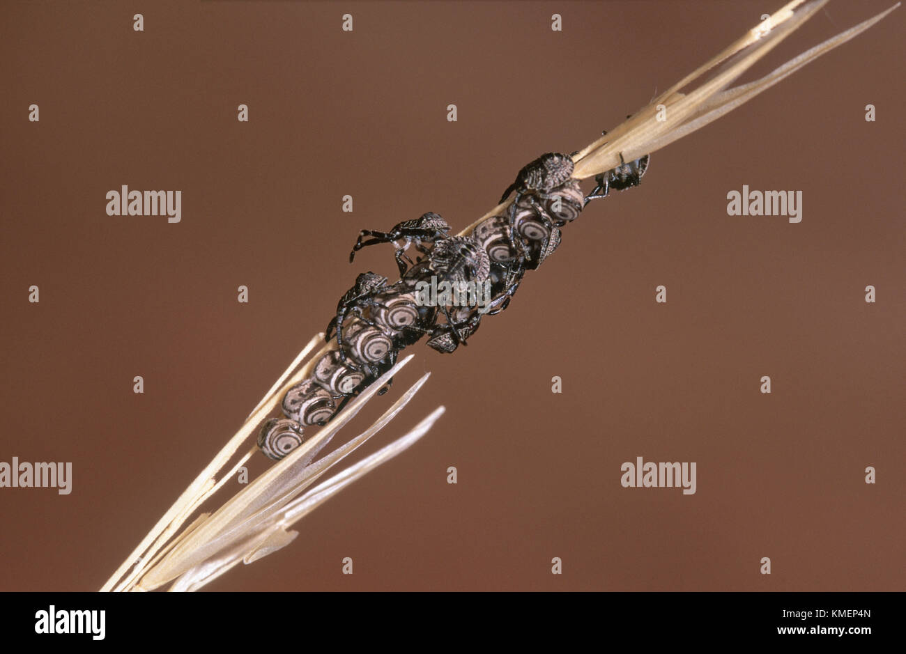 Bug eggs and nymphs (Pentatomidae) on grass stem Stock Photo