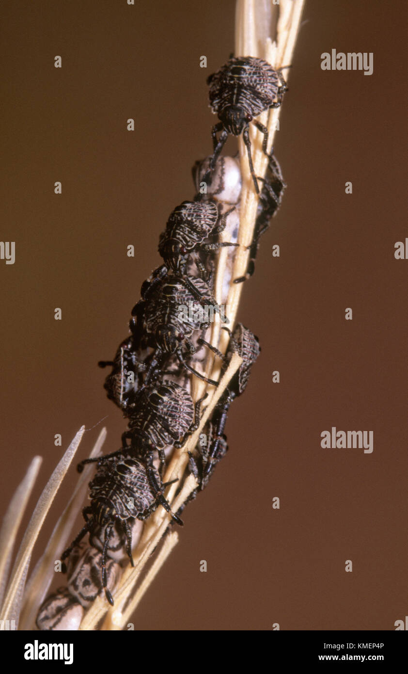 Bug eggs and nymphs (Pentatomidae) on grass stem Stock Photo