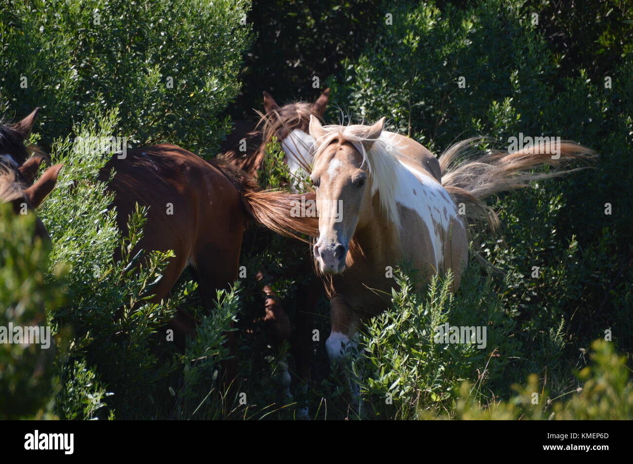 Pony coming out of the brush towards the camera Stock Photo