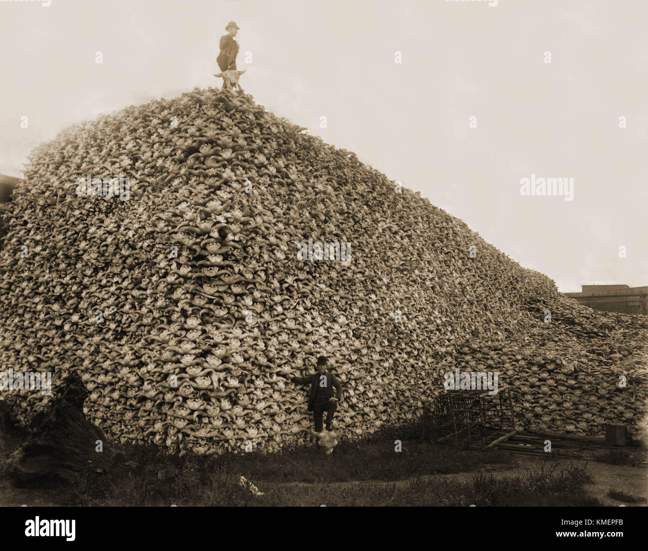 Pile of American bison skulls Stock Photo