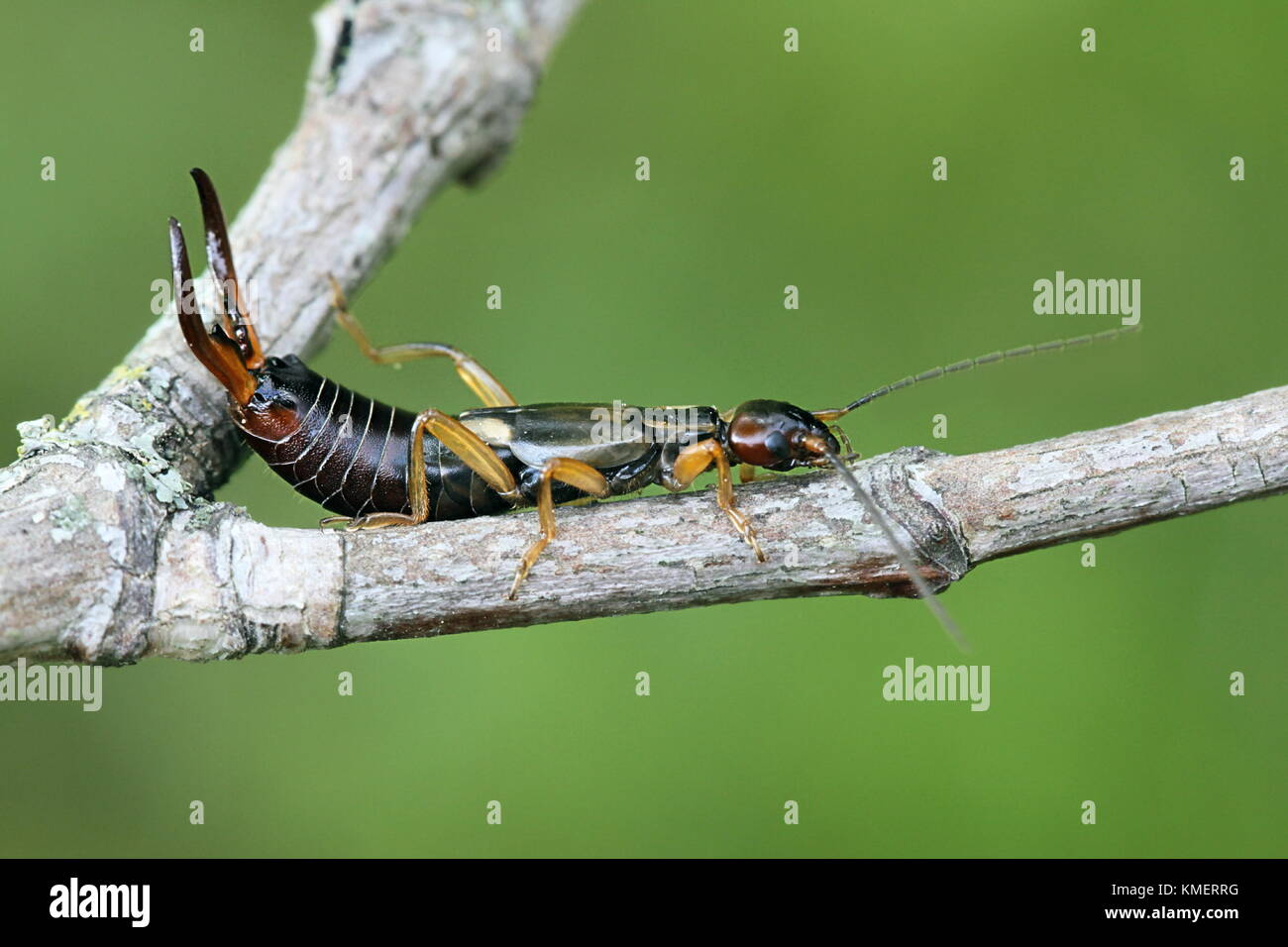 Common earwig european earwig forficula hi-res stock photography and ...