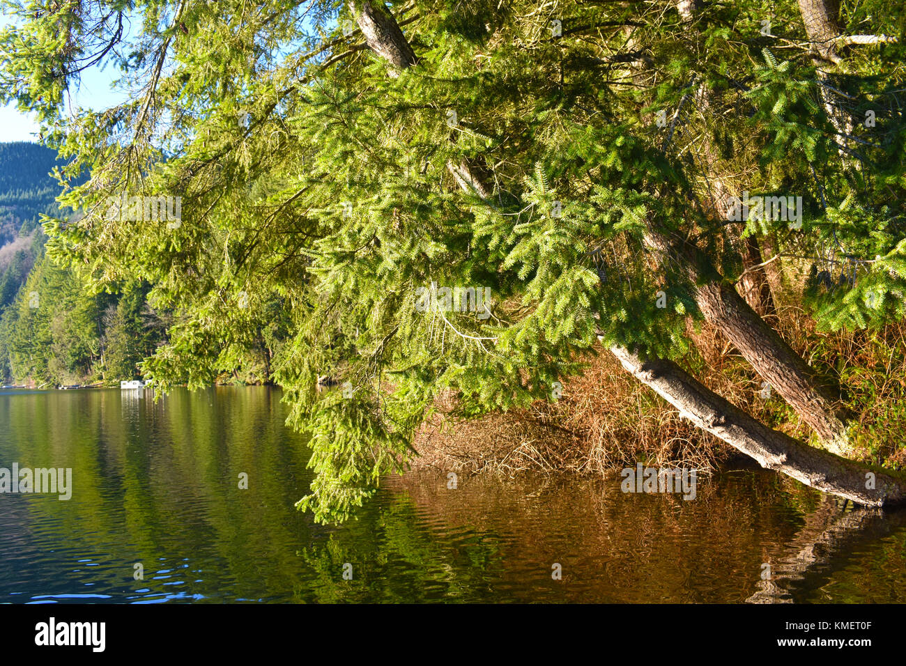 Trees at Lake Samish in Bellingham, Washington, USA, with a reflection