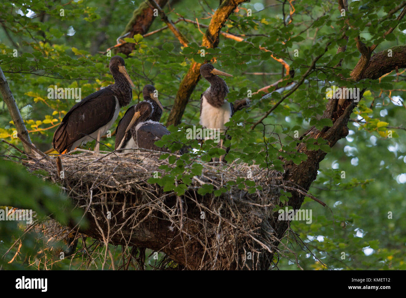 Black Stork / Storks ( Ciconia nigra ), young chicks, sitting in their huge nest, hidden in a treetop of a beech, almost fledged, wildlife, Europe. Stock Photo
