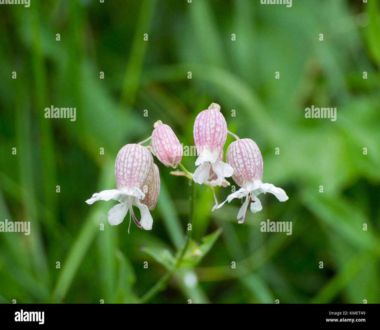 Pink and white flower; taken in Austria. Stock Photo