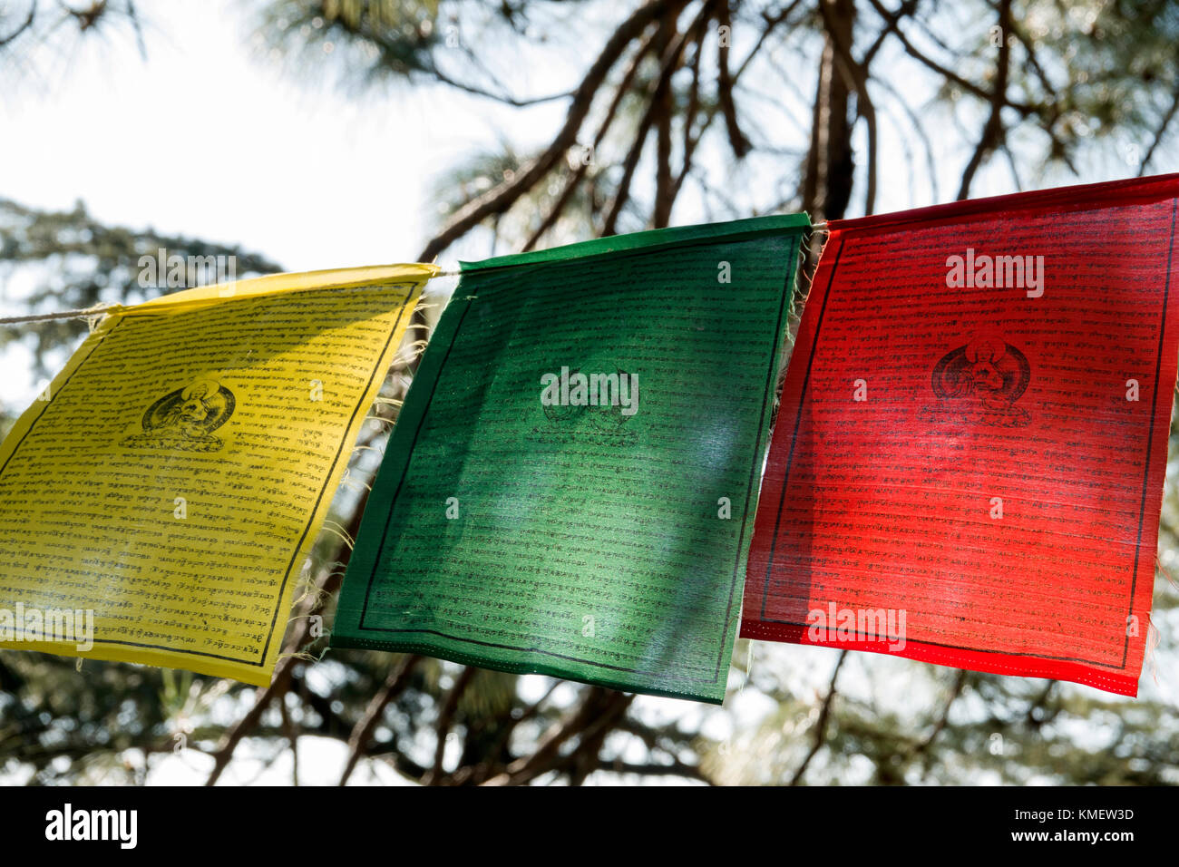 Tibetan prayer flags hanging in trees at Mcleod Ganj, Himachal Pradesh