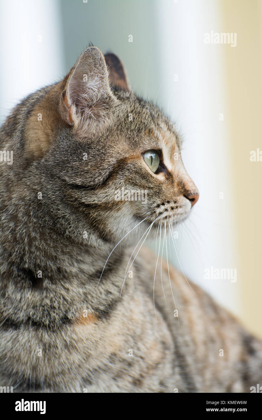 Portrait of funny grey cat Stock Photo