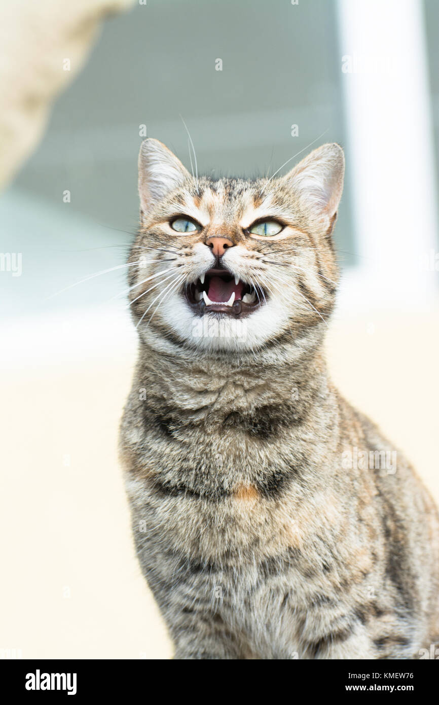 Portrait of funny grey cat Stock Photo