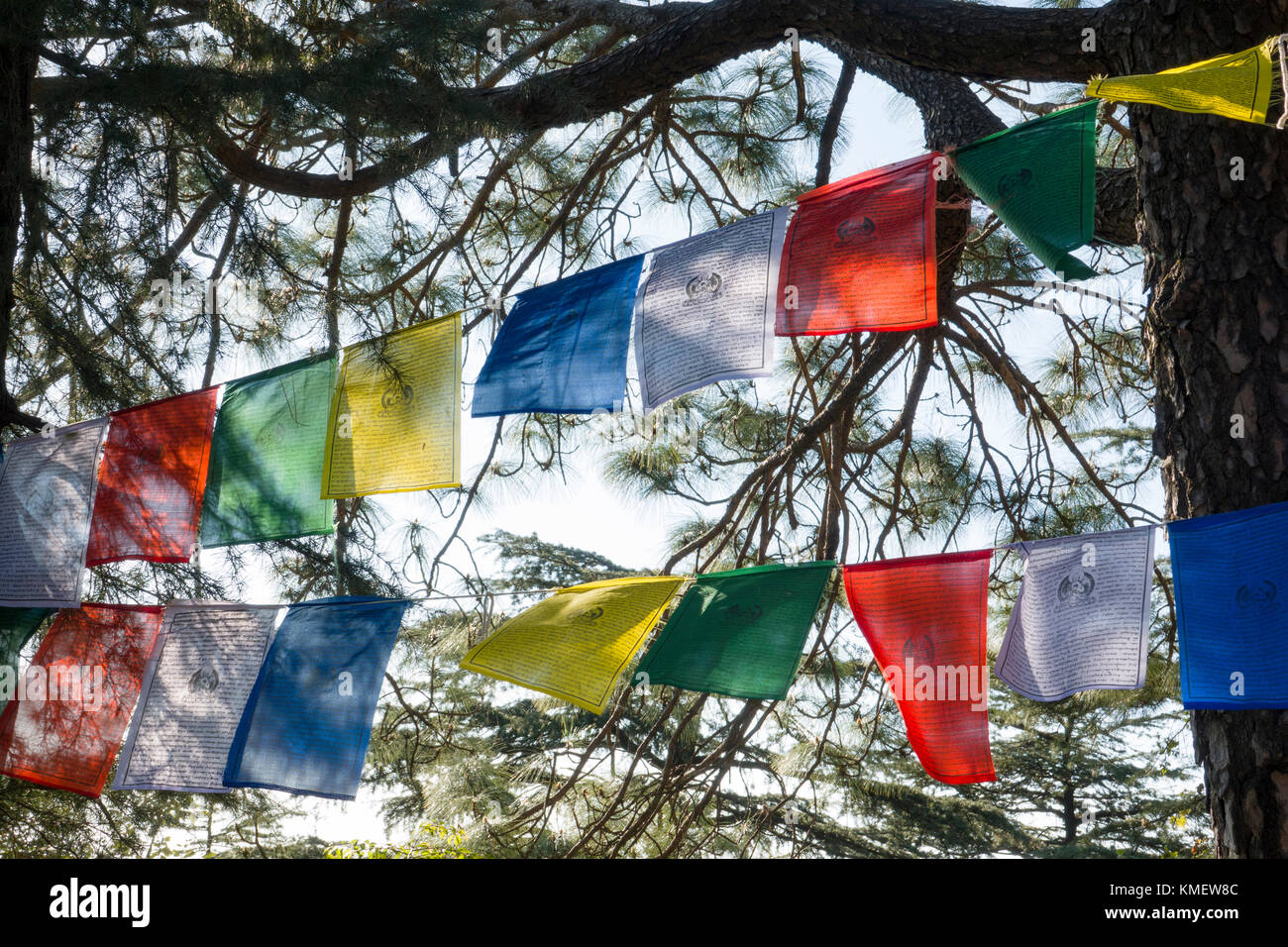 Prayer flags hanging in the trees hires stock photography and images