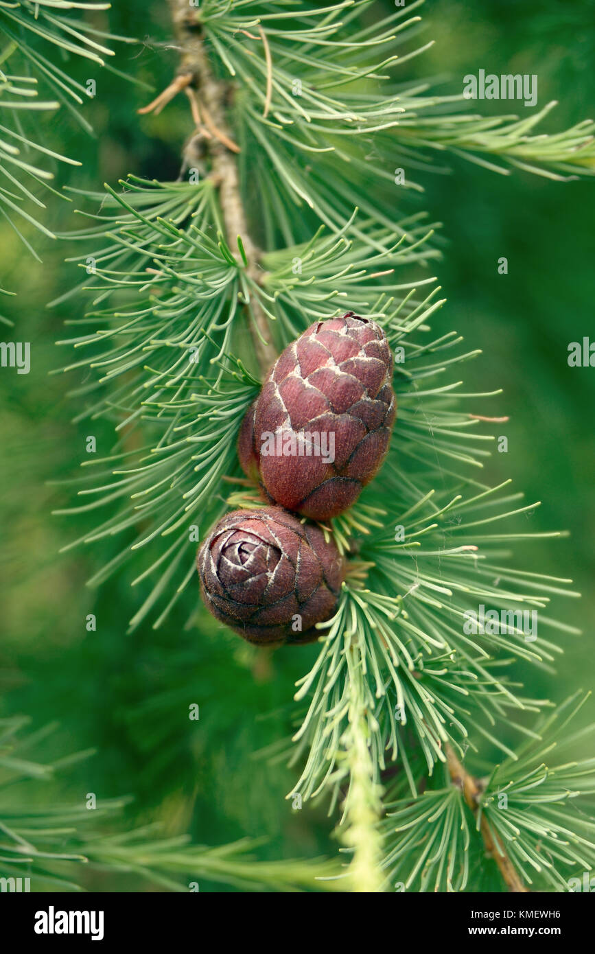 Young cones of a pine close up Stock Photo
