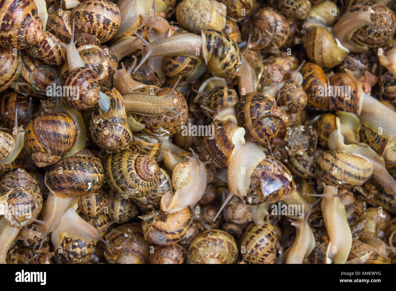 Giant snails on the market stand in Catania, Sicily, Italy Stock Photo