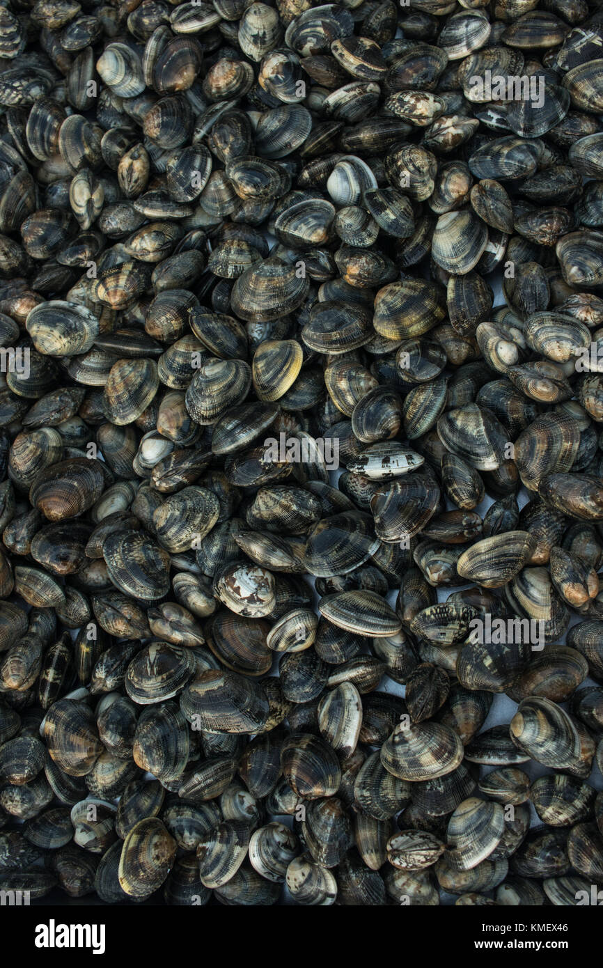 Fresh blood cockle or blood clam (Tegillarca granosa) pile background