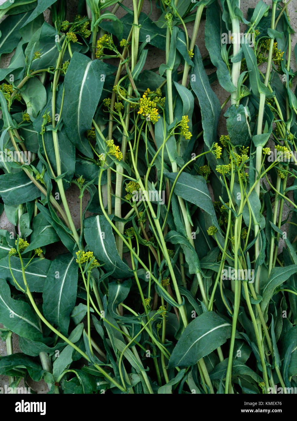 Isatis tinctoria, also called Dyer's Woad, Biannual brassica plant, from which blue dye Woad is made. Cut stems, leaves and flowers. Stock Photo