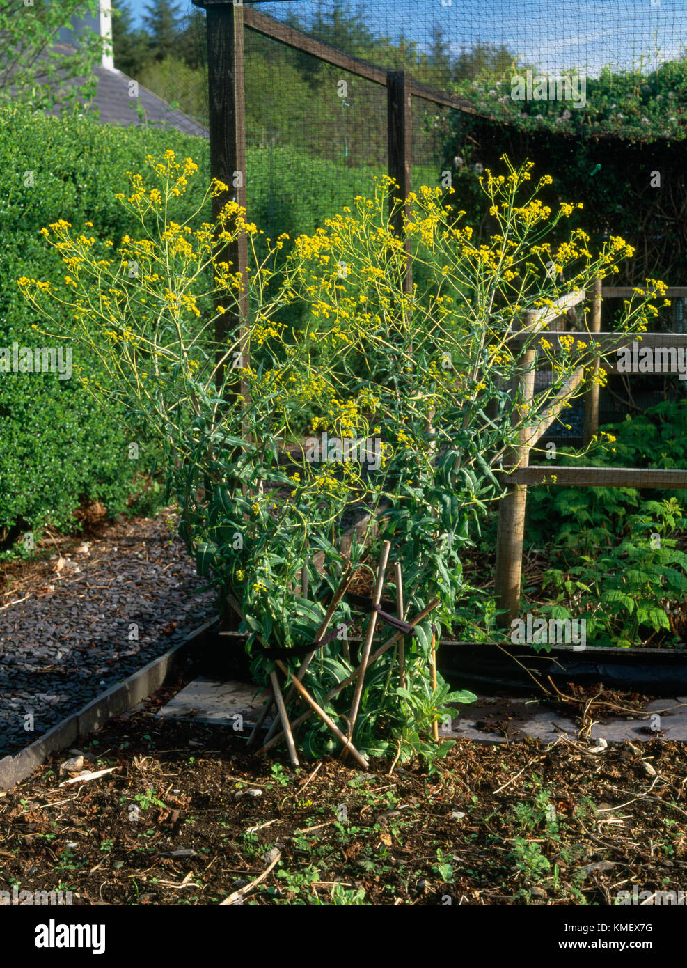 Isatis tinctoria, also called Dyer's Woad, in a domestic vegetable garden, North Wales. Biannual brassica plant, from which blue dye Woad is made. Stock Photo
