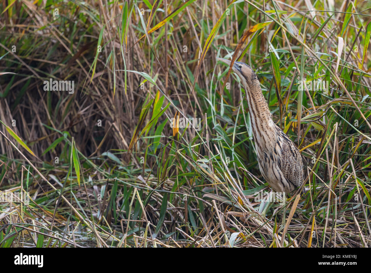 Rohrdommel, Botaurus stellaris, European Bittern Stock Photo - Alamy
