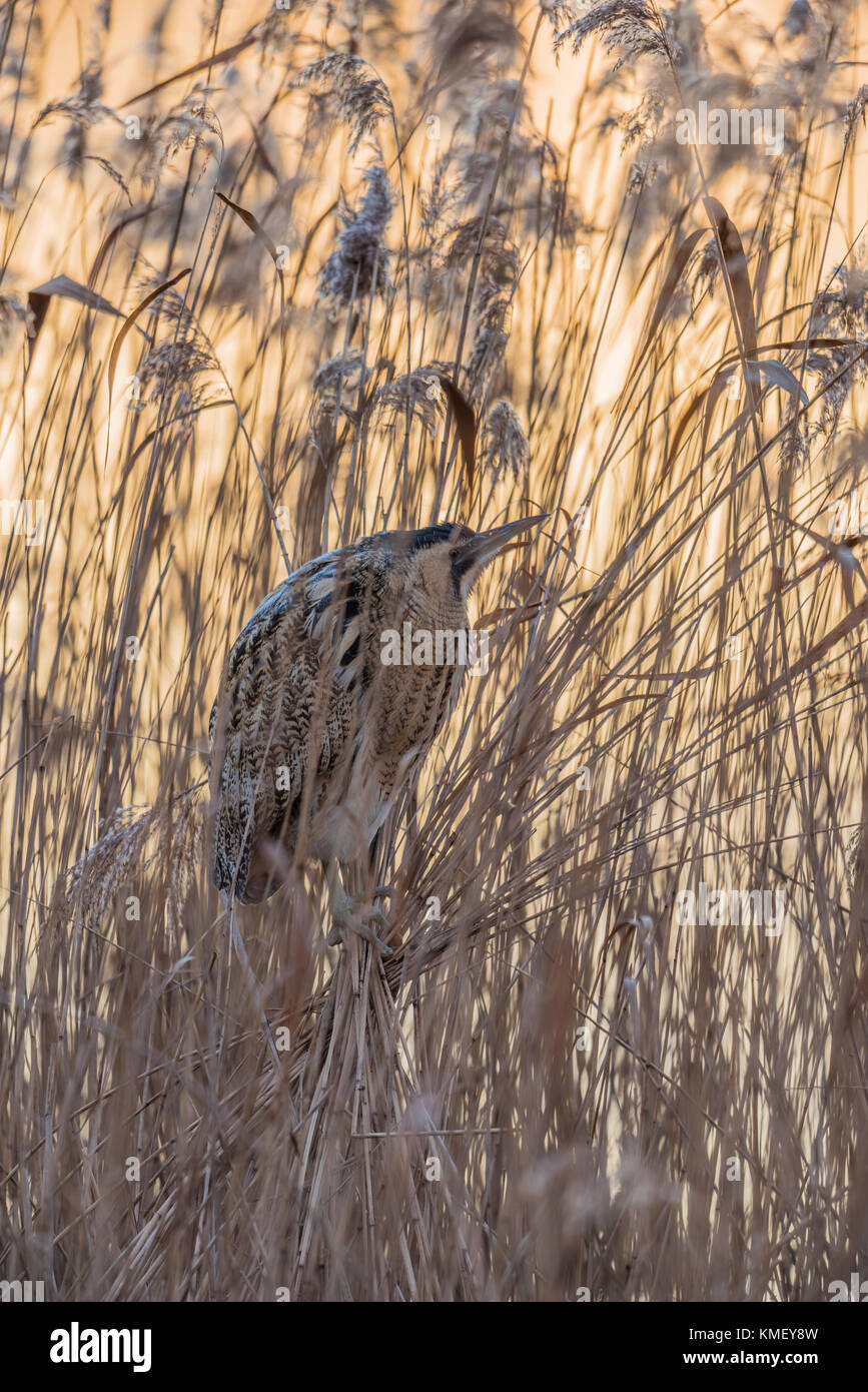 Rohrdommel, Botaurus stellaris, European Bittern Stock Photo - Alamy