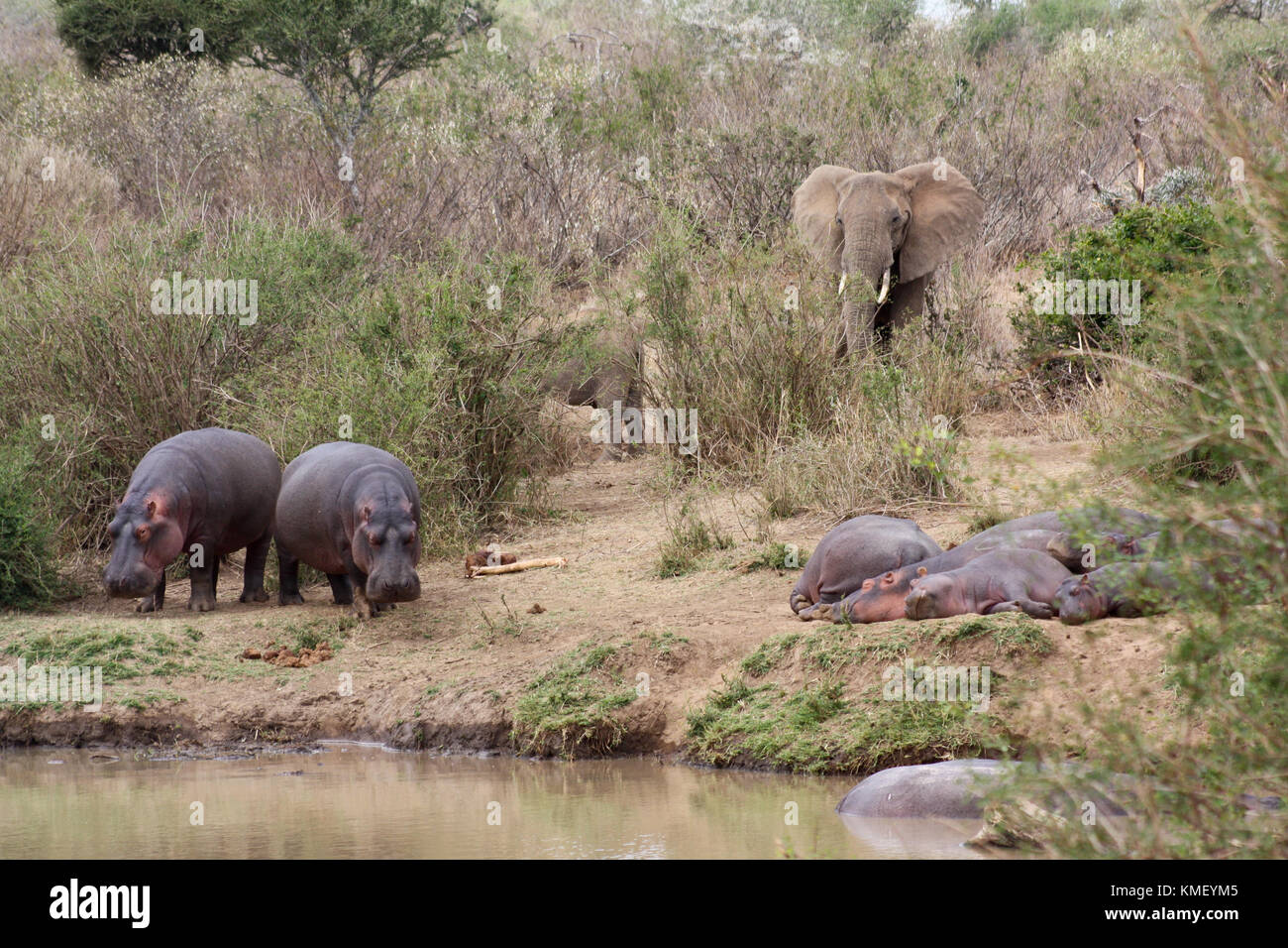Elephants (Loxodonta africana) join a group of hippos (Hippopotamus amphibius) on the banks of the Ewaso Nyiro River. Laikipia, Kenya Stock Photo