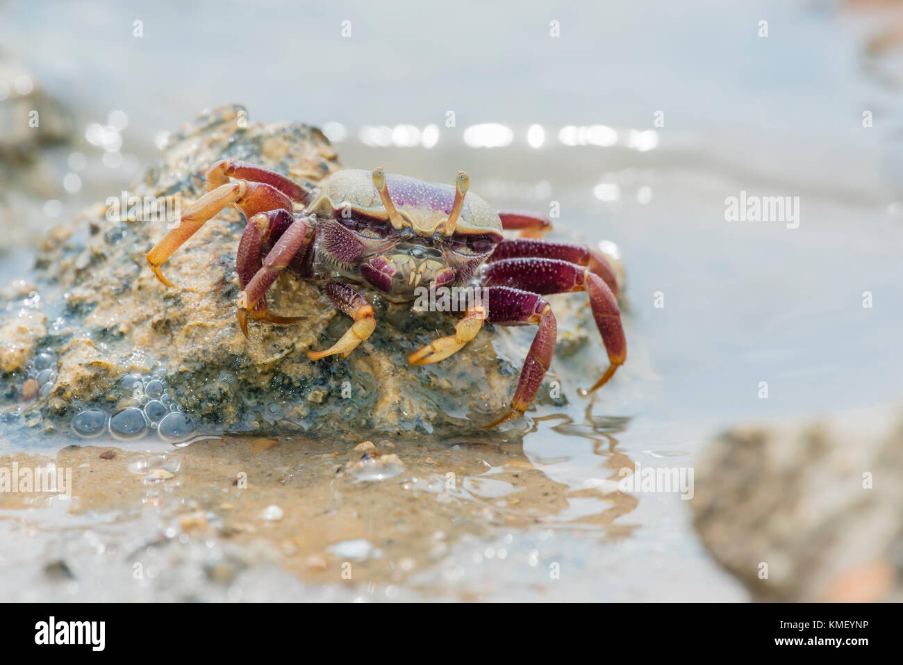 Maennliche Europaeische Winkerkrabbe, Uca tangeri, European Male Fiddler Crab Stock Photo