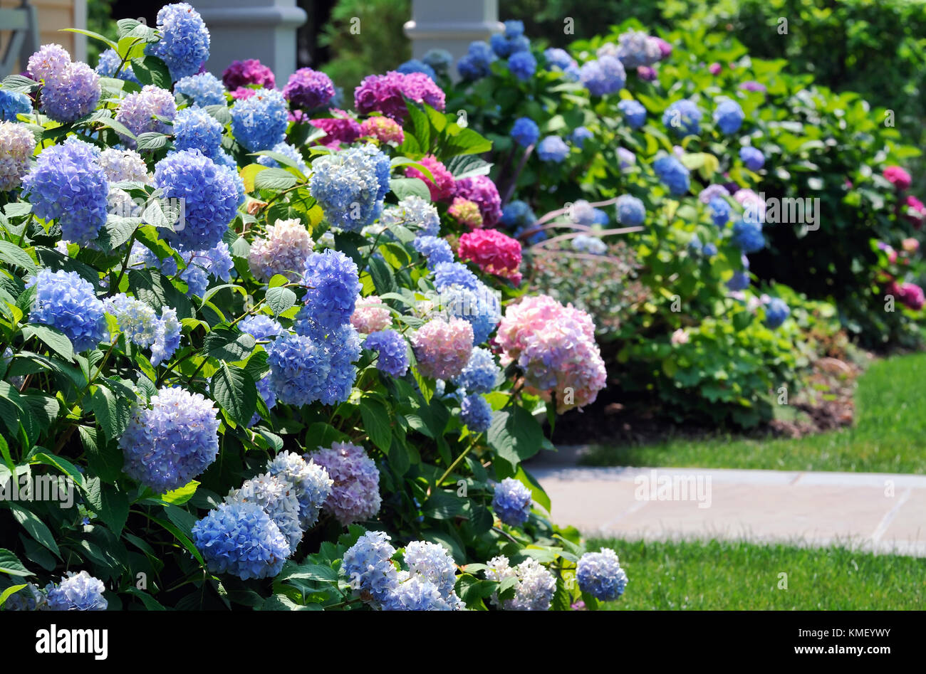Colorful hydrangeas framing house entrance. Mass planting of blue, pink, light and dark purple flowers in ornamental garden. Stock Photo