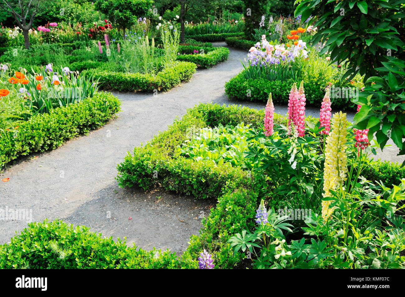 Classic landscape design with crushed stone garden paths, low hedge borders, lupine shoots, iris flowers, oriental poppies and other colorful plants Stock Photo