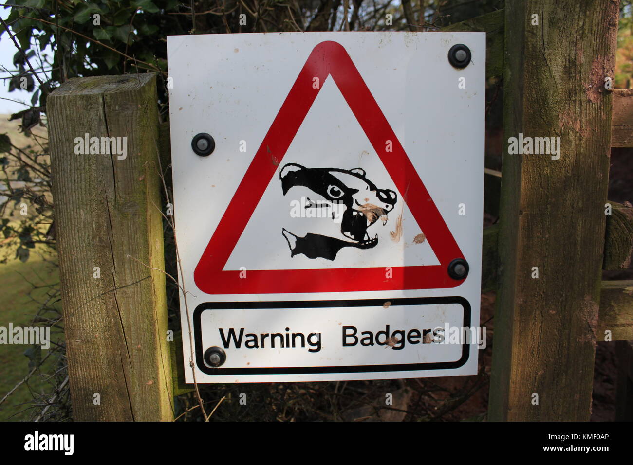 Warning Badgers sign. Macmillan Way West Path. Broomfield Somerset