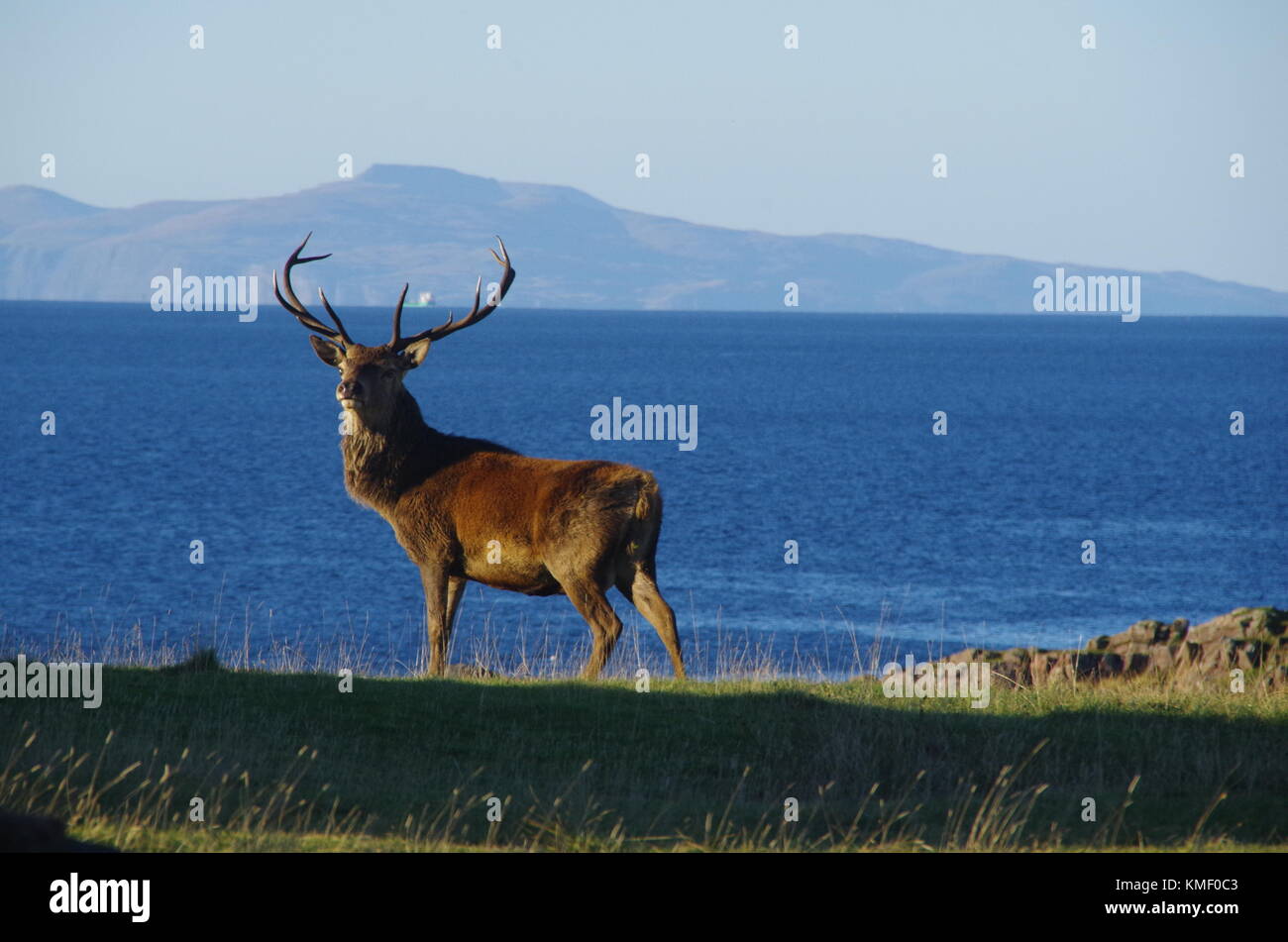 Red deer. Isle of Rum. Scotland.UK Stock Photo