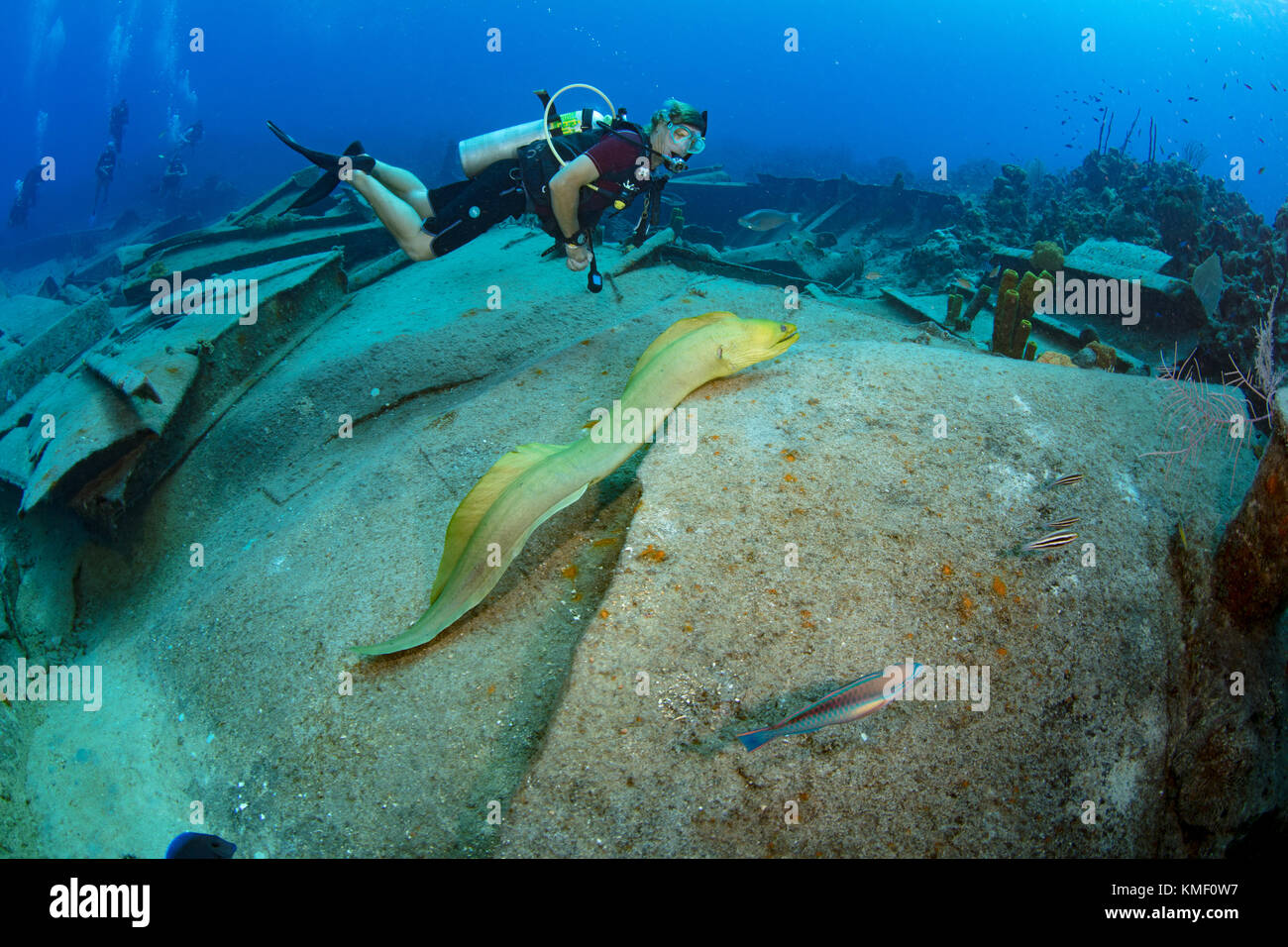 Green moray eel swims freely over the wreck of the Oro Verde, Grand Cayman Stock Photo