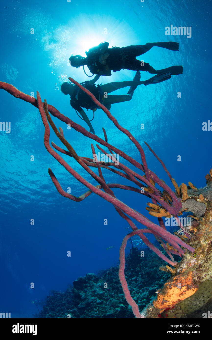 Scuba divers are silhouetted behind an Erect rope sponge. Stock Photo