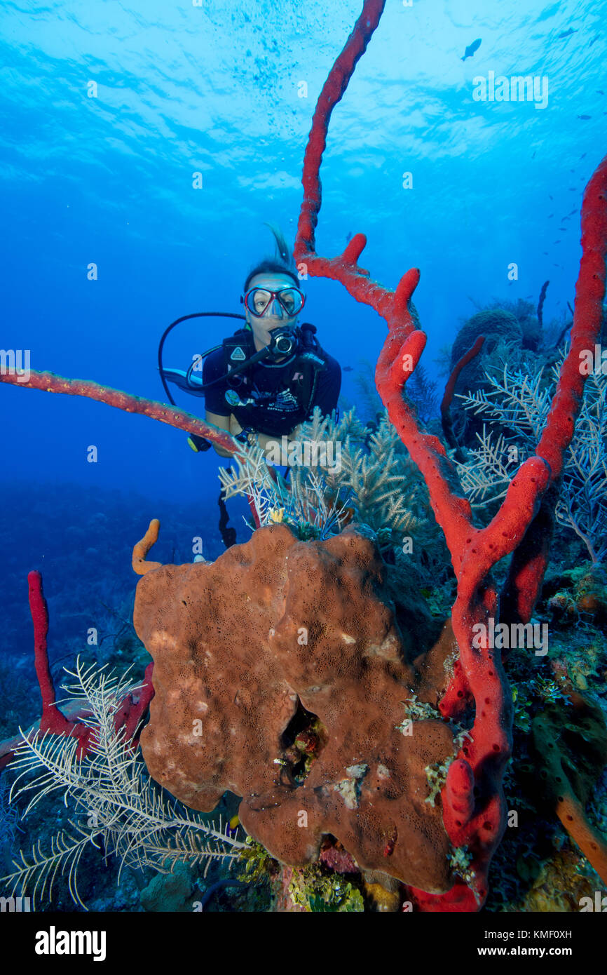 Scuba diver stops to explore an outcropping of various sponges. Stock Photo