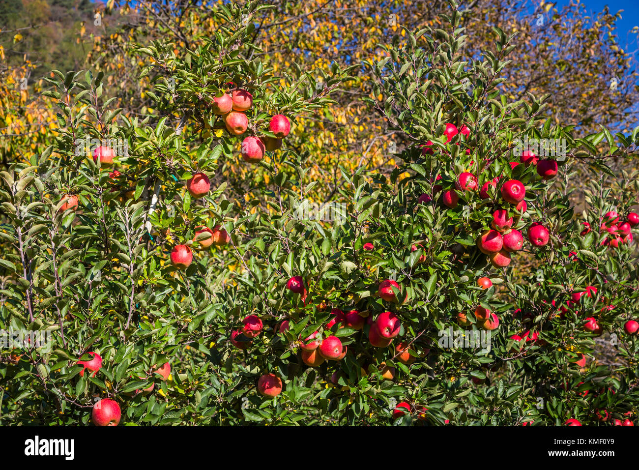 Apple Orchards High Resolution Stock Photography and Images - Alamy