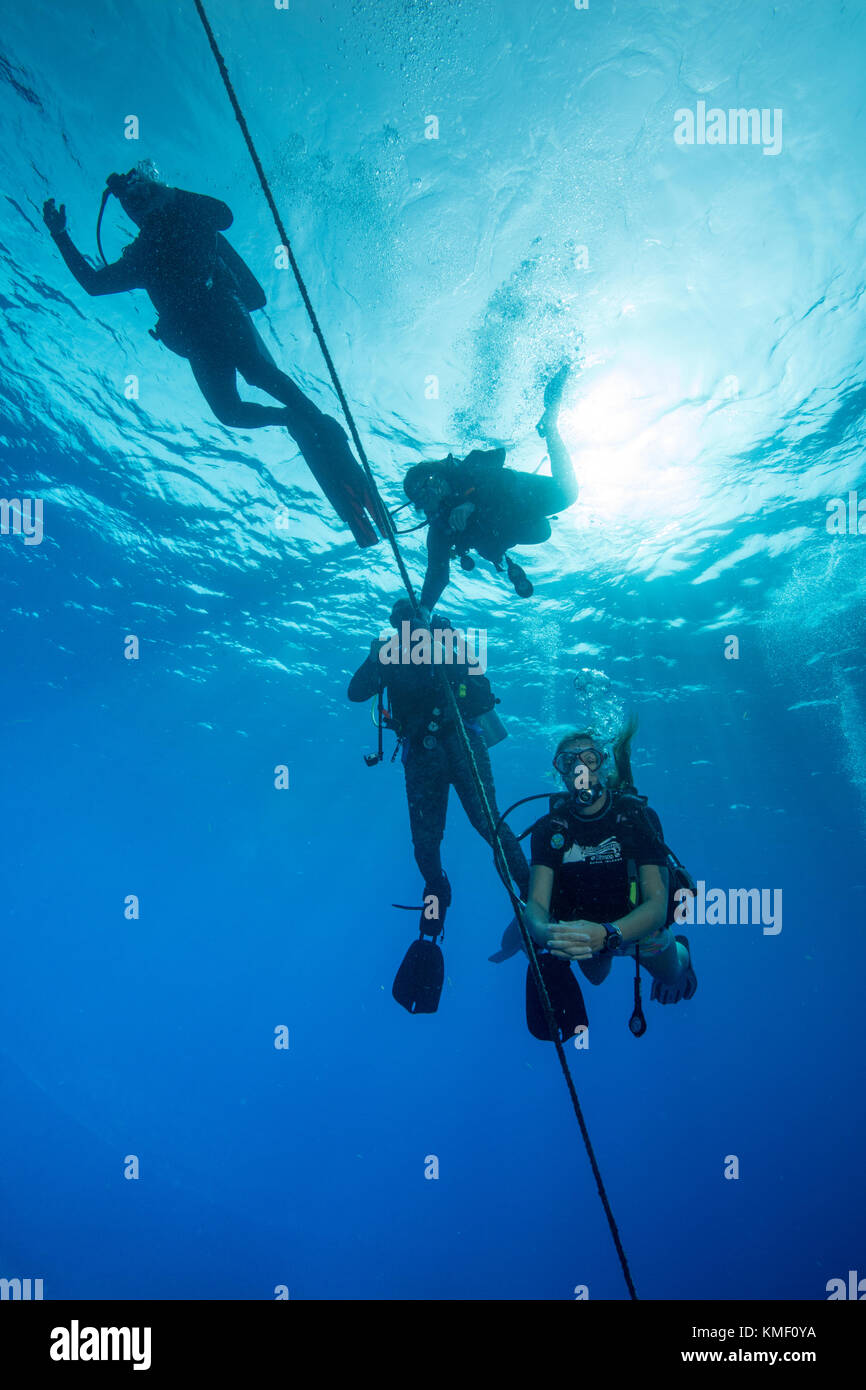 Divers ascending and awaiting ascent to the surface during safety stop. Stock Photo